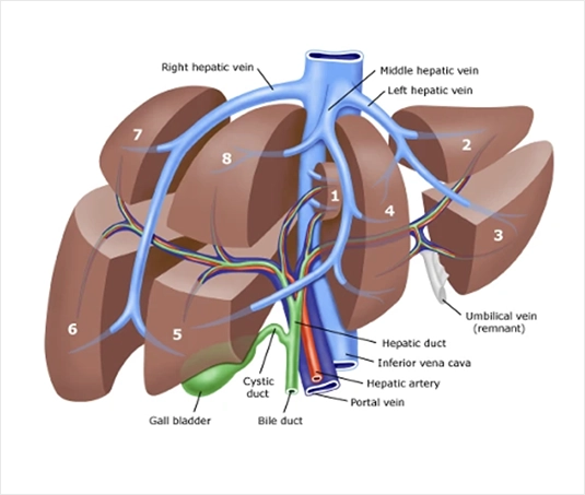 Karaciğere Övgü 1