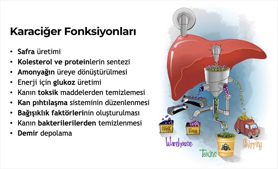 Karaciğere Övgü 2