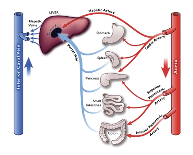 Karaciğere Övgü 3